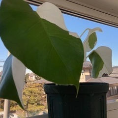 斑入りモンステラ　葉っぱ4枚　ハーフムーン　観葉植物