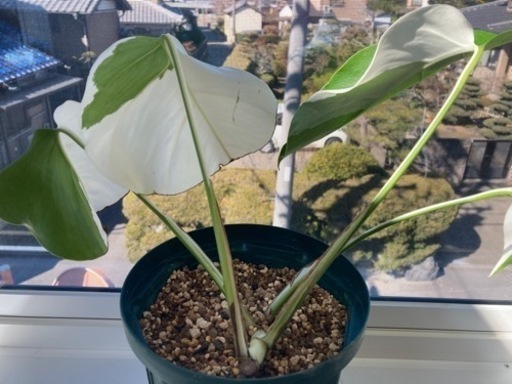 斑入りモンステラ　葉っぱ4枚　ハーフムーン　観葉植物