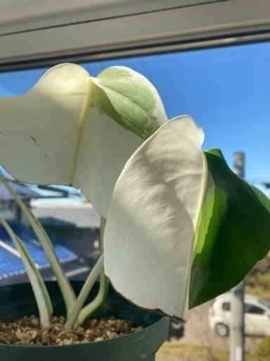 斑入りモンステラ　葉っぱ4枚　ハーフムーン　観葉植物