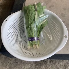 フォーチュン村のフォーチュン農園で無農薬栽培したかぶ菜