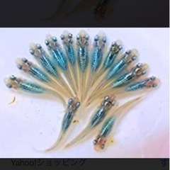 深海めだか　
の画像
