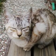 ※受付終了です(*´ω`*)：里親様が決まりました♡たくさん見て...
