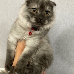 ⭐️里親募集終了「スコティッシュフォールド」約5ヶ月の子猫です。 - 猫