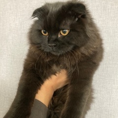 ⭐️里親募集終了「スコティッシュフォールド」約5ヶ月の子猫です。 - 東根市