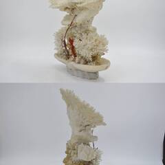 激安 先着順♪ 天然珊瑚 サンゴ オブジェ 46cm 白珊瑚 置物【77】の画像