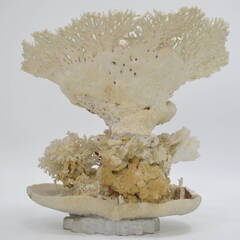 激安 先着順♪ 天然珊瑚 サンゴ オブジェ 46cm 白珊瑚 置物【77】の画像