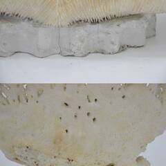 激安 先着順♪ 天然珊瑚 サンゴ オブジェ 46cm 白珊瑚 置物【77】の画像