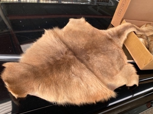 毛皮（カンガルー）お取引中