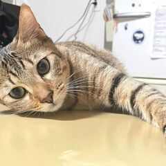 ２月19日日)三鷹の譲渡会に出します💕💕ベンガル模様の男の子　生...