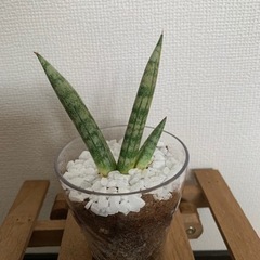 観葉植物　サンスベリア　ボンセレンシス　15㎝　空気清浄観葉植物