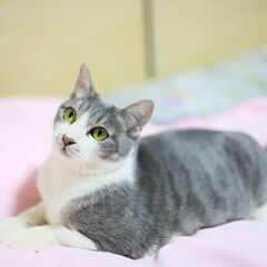 【里親決定】　美しい瞳の美猫さんです