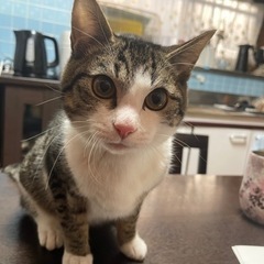 男の子6ヶ月ぐらいです　トライアル決まりました