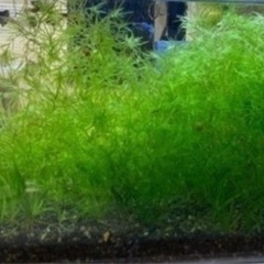 ナヤス　バケツいっぱい　水草