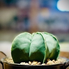 SALE★オシャレなブリキ缶鉢付き観葉植物！星形サボテン！初心者インテリアグリーンにオススメ！の画像
