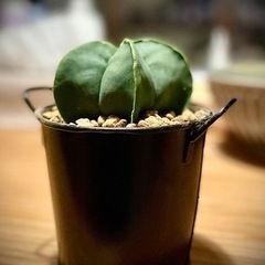 SALE★オシャレなブリキ缶鉢付き観葉植物！星形サボテン！初心者インテリアグリーンにオススメ！の画像