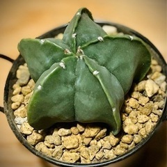 SALE★オシャレなブリキ缶鉢付き観葉植物！星形サボテン！初心者インテリアグリーンにオススメ！の画像
