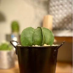 SALE★オシャレなブリキ缶鉢付き観葉植物！星形サボテン！初心者インテリアグリーンにオススメ！の画像