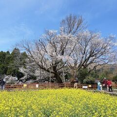 阿蘇カーツーリング～「一心行の大桜」と「月廻り公園」を訪ねるツアー（全行程約１００キロ） - 阿蘇郡