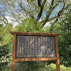 カーツーリング＠阿蘇～「一心行の大桜」と「月廻り公園」を訪ねるツ...
