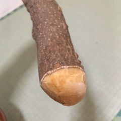 すり鉢　すりこぎ　山椒の木の画像