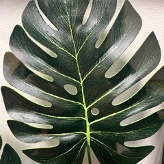 オシャレな葉っぱの額セットの画像