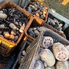レンコン　ゴミ　腐ったのの画像