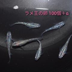 ラメ王の卵100個＋α、レッドラムズホーンおまけ