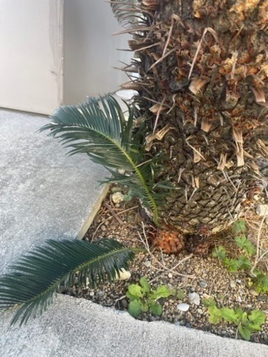 ソテツ　蘇鉄　