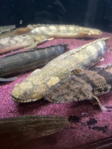ポリプテルス　熱帯魚　古代魚