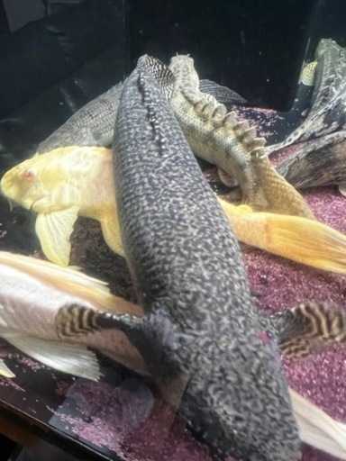 ポリプテルス　熱帯魚　古代魚