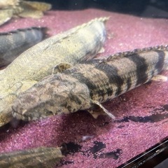 ポリプテルス　熱帯魚　古代魚