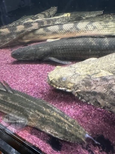 ポリプテルス　熱帯魚　古代魚