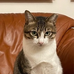 人馴れ抜群の美猫ふうちゃんトライアルへ！