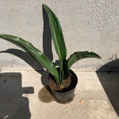オモト②