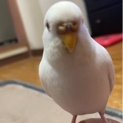 セキセイインコが迷子になりました − 愛知県
