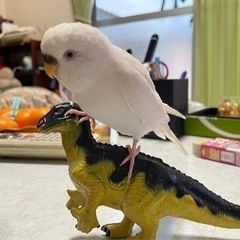 セキセイインコが迷子になりました - 大府市