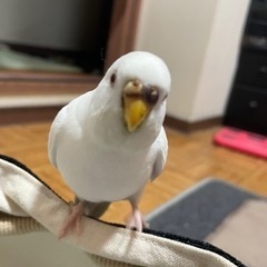 セキセイインコが迷子になりました - 手伝って/助けて