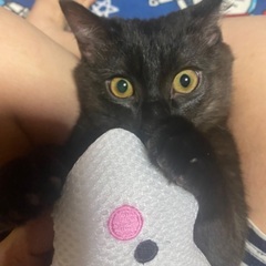 緊急募集黒猫ちゃん