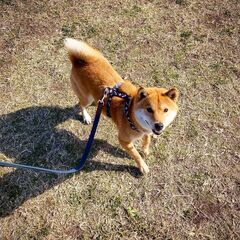 柴犬の翔太朗です
