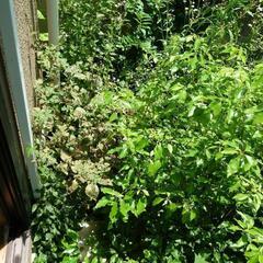 🌿草刈り🌿　草木の処分もお任せ❗ - 剪定/造園