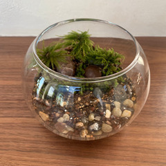 観葉植物・テラリウムAの画像