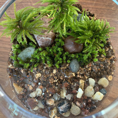 観葉植物・テラリウムAの画像