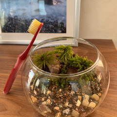 観葉植物・テラリウムAの画像