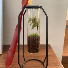 観葉植物・テラリウムBの画像