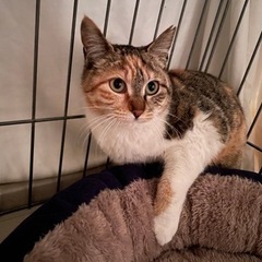 可愛らしい里親さまに決まりました🐈写真更新しています☺️パステル...