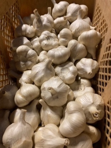 令和7年産‼️乾燥ニンニク訳あり