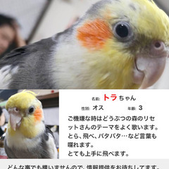 オカメインコ（ノーマルパイド）が迷子になってしまいました。