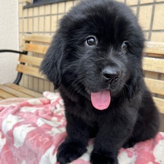 3ヶ月ニューファン仔犬里親さん募集中