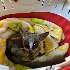 ショウガラゴ　男の仔、今だけセール中！です