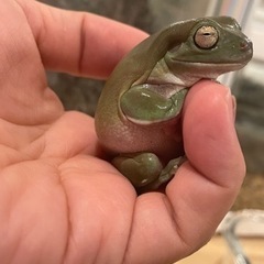 ミヤコヒキガエルとイエアメガエルの画像